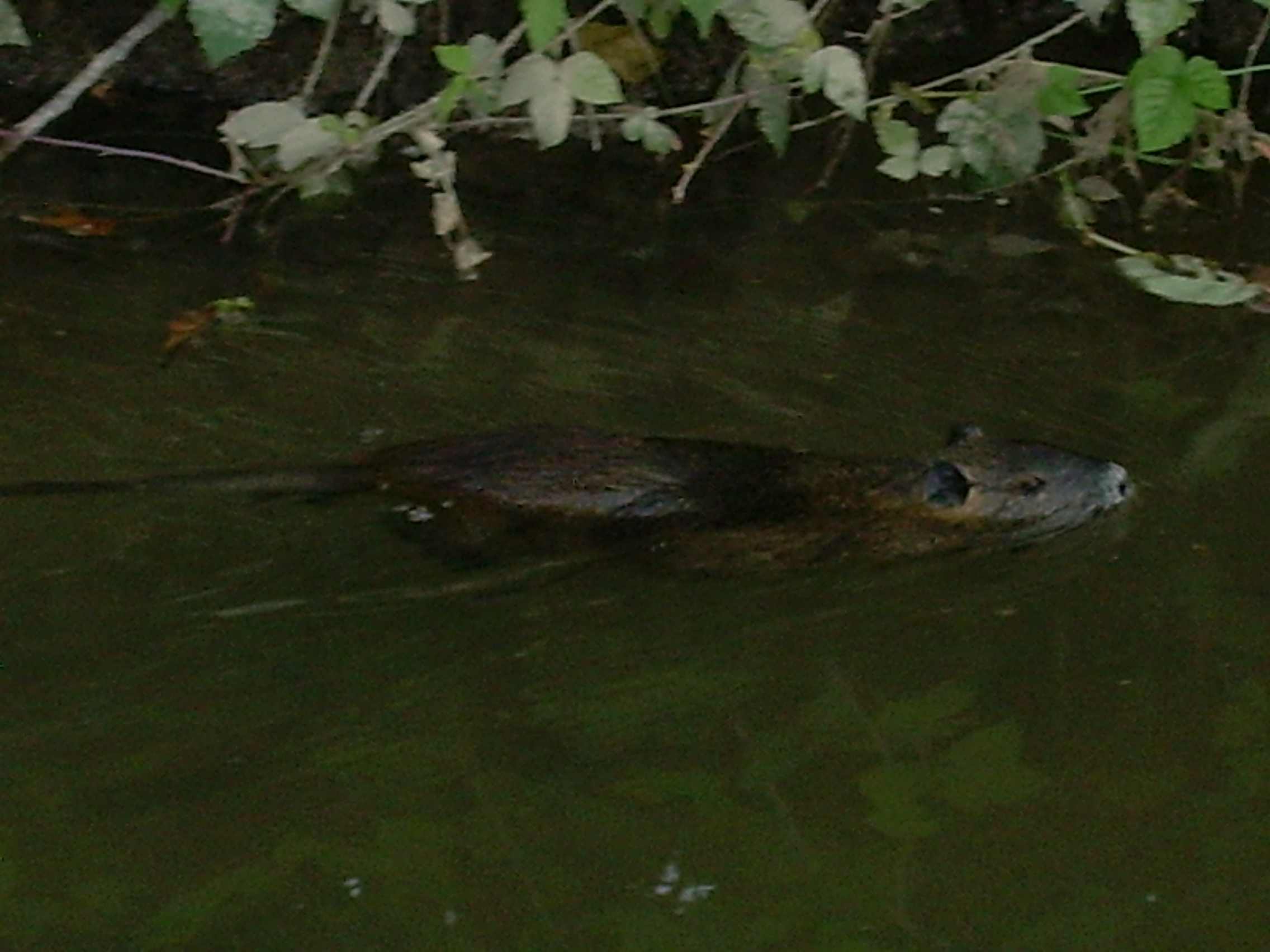 Myocastor coypus - Brescia pianura